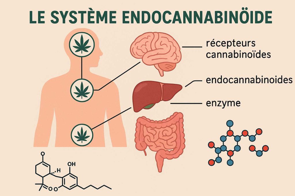 syteme-endocannabinoïdes