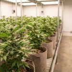 Jeunes plants de cannabis à autofloraison en pleine croissance sous un éclairage lumineux dans un espace de culture intérieur