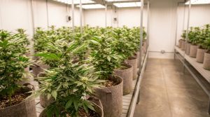 Jeunes plants de cannabis à autofloraison en pleine croissance sous un éclairage lumineux dans un espace de culture intérieur