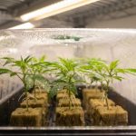 Boutures de cannabis fraîchement plantées dans des cubes d'enracinement sous une mini-serre transparente, en culture indoor lumineuse