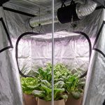 Chambre de culture d intérieur ouverte avec revêtement réfléchissant, éclairage horticole et plantes vertes sous une lumière professionnelle