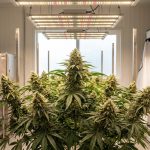 Plant de cannabis en pleine floraison sous éclairage de culture en intérieur