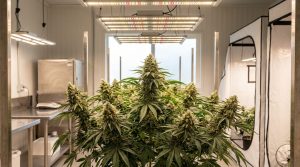 Cultiver du cannabis : le guide complet 2026