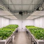 Chambre de culture indoor éclairée par des panneaux LED, avec jeunes plants verts en pleine croissance dans un espace contrôlé