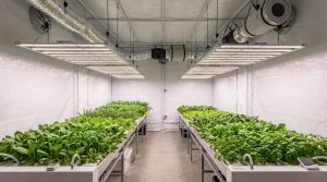 La culture indoor du cannabis : le guide complet
