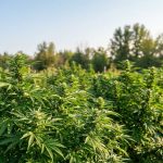 Plants de cannabis cultivés en extérieur sous un soleil d'été dans un jardin verdoyant