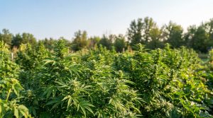 La culture outdoor du cannabis : guide saison par saison