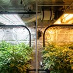 Lampes LED et lampe HPS au sodium éclairant des plants verts dans une chambre de culture en intérieur