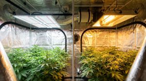 Lampes LED et lampe HPS au sodium éclairant des plants verts dans une chambre de culture en intérieur