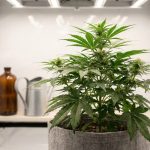 Plant de cannabis vert et vigoureux en culture intérieure avec une bouteille d'engrais et un arrosoir à proximité