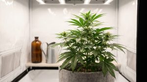 Plant de cannabis vert et vigoureux en culture intérieure avec une bouteille d'engrais et un arrosoir à proximité