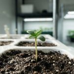 Jeune plantule de cannabis avec ses premières feuilles émergeant d'un substrat humide sous une lumière douce