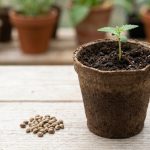 Jeune plant de chanvre vert poussant dans un substrat, à côté de graines de chanvre posées sur une surface claire, lumière naturelle