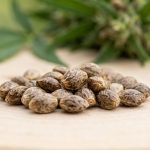Plusieurs graines de cannabis brunes et marbrées posées sur une surface claire en gros plan, sous une lumière naturelle douce