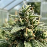 Gros plan macro sur une fleur de cannabis en fin de floraison montrant des trichomes laiteux et des pistils orangés sous une lumière naturelle.