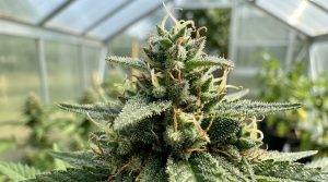 Gros plan macro sur une fleur de cannabis en fin de floraison montrant des trichomes laiteux et des pistils orangés sous une lumière naturelle.