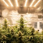 Plants de cannabis luxuriants en culture intérieure sous un éclairage horticole, fleurs denses et feuillage vert vif