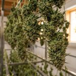 Têtes de cannabis suspendues séchant dans une pièce sombre et aérée, lumière douce mettant en valeur les trichomes