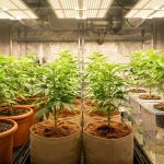 Plants de cannabis cultivés en intérieur sur différents substrats, terreau, fibre de coco et système hydroponique, sous lumière de culture.