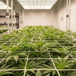 Plants de cannabis palisses sous un filet horizontal de SCROG dans un espace de culture indoor lumineux