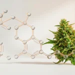 Molécule de CBC (cannabichromène) en rendu 3D près d une fleur de cannabis, sur fond clair