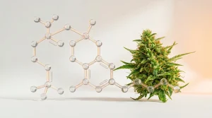 CBC : le cannabichromène, définition et propriétés