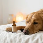 Chien calme au repos près d'un flacon de CBD pour animaux, sur fond clair