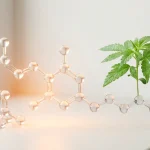 Molécule de CBG en rendu 3D près d une jeune pousse de cannabis, sur fond clair