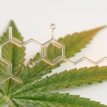 Molécule d acide CBGA en rendu 3D au-dessus d une feuille de cannabis, sur fond clair