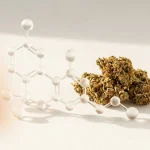Molécule de CBN en rendu 3D près d un bourgeon de cannabis ambré, sur fond clair