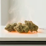Têtes de cannabis chauffées illustrant la décarboxylation, sur fond clair