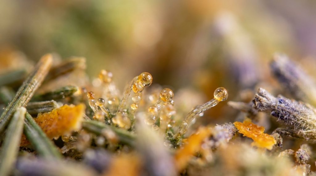 Trichomes résineux d une fleur de cannabis en gros plan, où se forment terpènes et cannabinoïdes