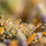 Trichomes résineux d une fleur de cannabis en gros plan, où se forment terpènes et cannabinoïdes