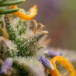 Trichomes de cannabis en gros plan révélant les terpènes aromatiques de la plante