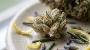 Trichomes resineux en gros plan sur une fleur de cannabis revelant son profil terpenique aromatique