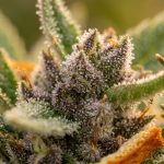 Trichomes résineux et cristaux brillants sur une fleur de cannabis en gros plan, illustrant terpènes et cannabinoïdes