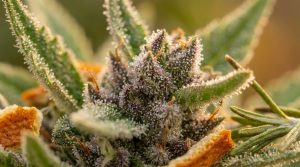Terpène vs cannabinoïde : quelles différences ?