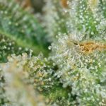 Trichomes riches en terpènes en macro sur une fleur de cannabis