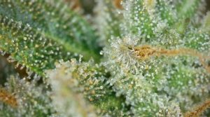 Les terpènes du cannabis : rôle, effets et profils