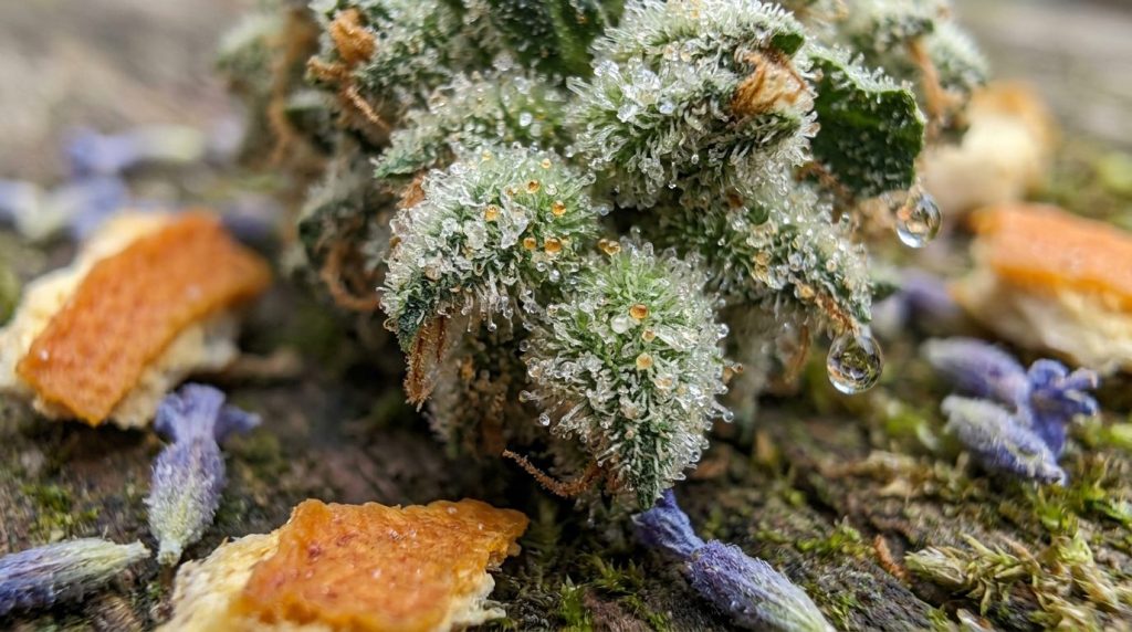 Trichomes résineux d une fleur de cannabis en gros plan, sécrétant des terpènes aromatiques