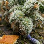 Trichomes résineux d une fleur de cannabis en gros plan, sécrétant des terpènes aromatiques