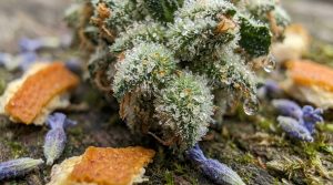 Trichomes résineux d une fleur de cannabis en gros plan, sécrétant des terpènes aromatiques