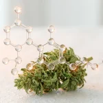 Molécule d acide THCA en rendu 3D au-dessus d une fleur de cannabis brute, sur fond clair