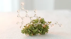 Molécule d acide THCA en rendu 3D au-dessus d une fleur de cannabis brute, sur fond clair