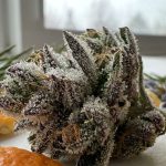 Gros plan macro sur des trichomes résineux d'une fleur de cannabis riche en terpènes, entourée de plantes aromatiques