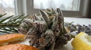 Gros plan macro sur des trichomes résineux d'une fleur de cannabis riche en terpènes, entourée de plantes aromatiques